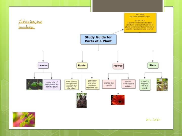 Click to test your knowledge! Mrs. Selch 