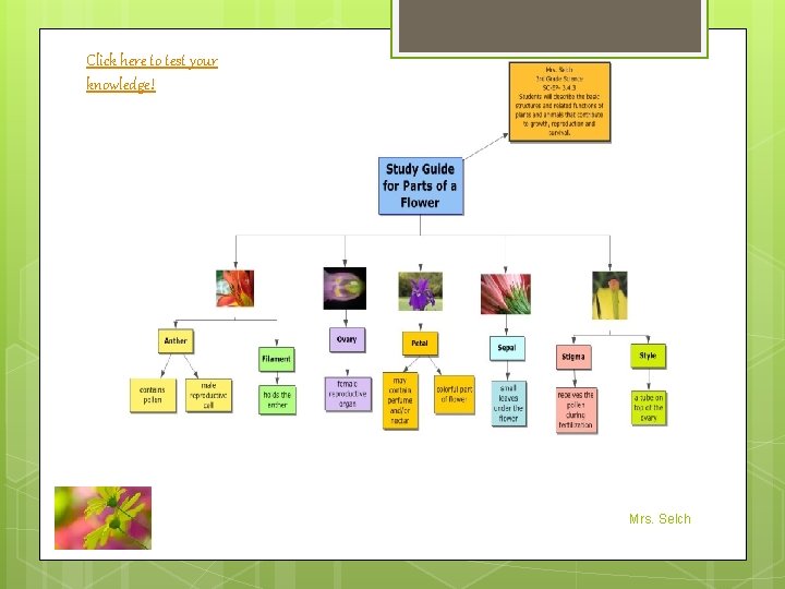 Click here to test your knowledge! Mrs. Selch 