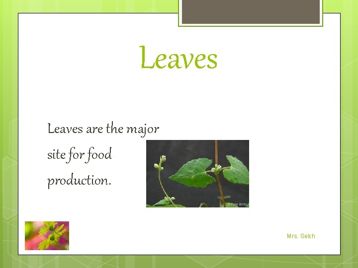 Leaves are the major site for food production. Mrs. Selch 