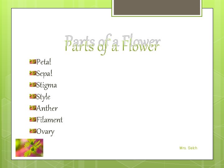 Parts of a Flower Petal Sepal Stigma Style Anther Filament Ovary Mrs. Selch 