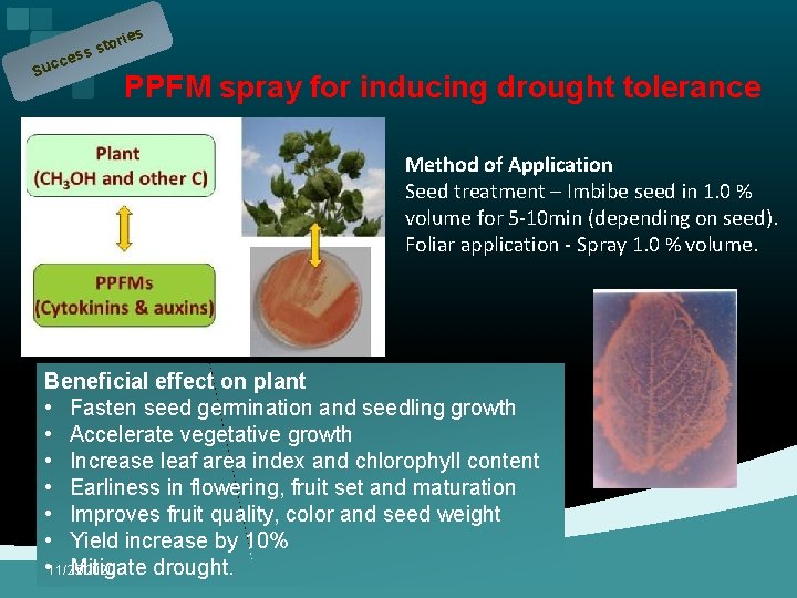 ce ries o t ss s Suc PPFM spray for inducing drought tolerance Method