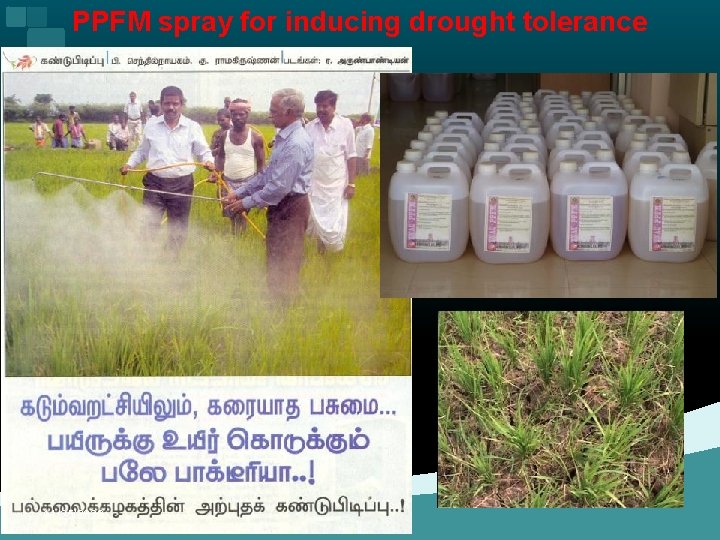 PPFM spray for inducing drought tolerance 11/25/2020 