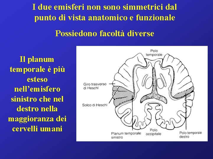 I due emisferi non sono simmetrici dal punto di vista anatomico e funzionale Possiedono