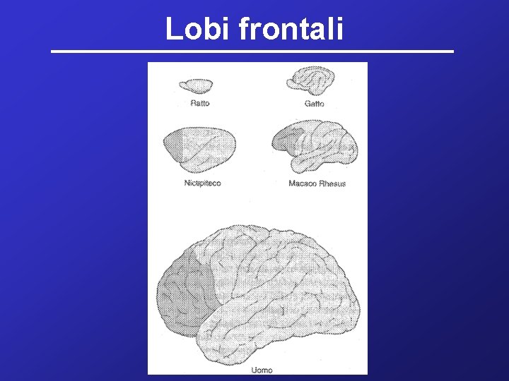 Lobi frontali 