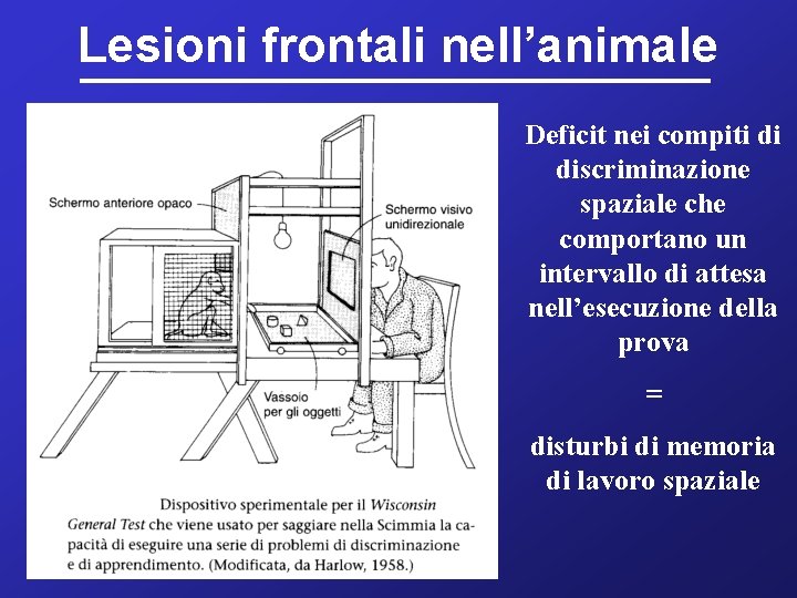 Lesioni frontali nell’animale Deficit nei compiti di discriminazione spaziale che comportano un intervallo di