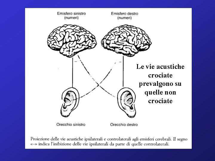 Le vie acustiche crociate prevalgono su quelle non crociate 