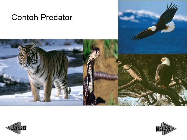 Contoh Predator 