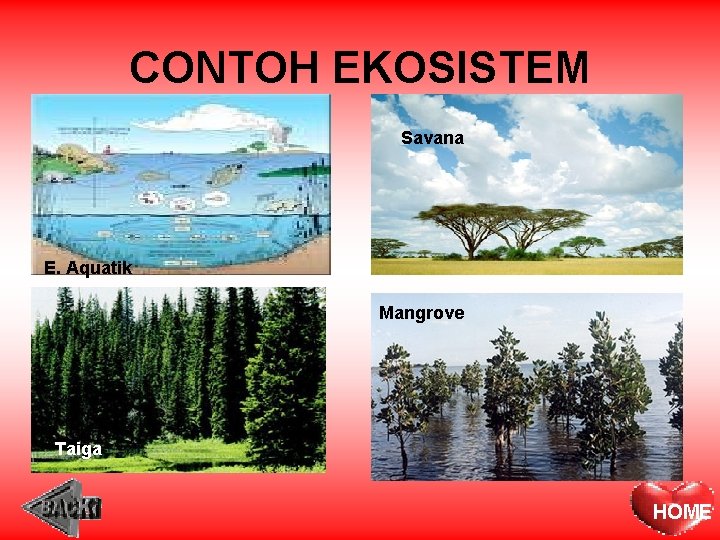 CONTOH EKOSISTEM Savana E. Aquatik Mangrove Taiga HOME 