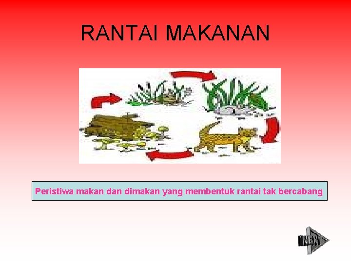 RANTAI MAKANAN Peristiwa makan dimakan yang membentuk rantai tak bercabang 