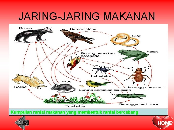 JARING-JARING MAKANAN Kumpulan rantai makanan yang membentuk rantai bercabang HOME 