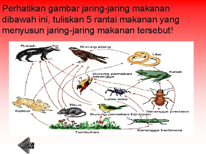 Perhatikan gambar jaring-jaring makanan dibawah ini, tuliskan 5 rantai makanan yang menyusun jaring-jaring makanan