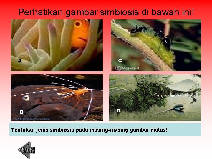 Perhatikan gambar simbiosis di bawah ini! A B C D Tentukan jenis simbiosis pada
