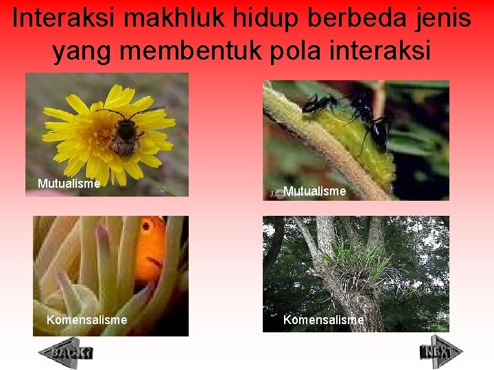 Interaksi makhluk hidup berbeda jenis yang membentuk pola interaksi Mutualisme Komensalisme 