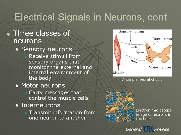 Electrical Signals in Neurons, cont u Three classes of neurons • Sensory neurons u