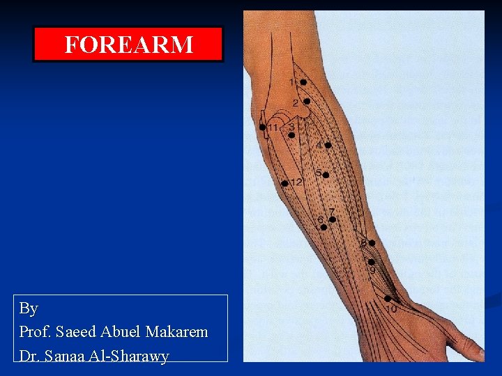 FOREARM By Prof. Saeed Abuel Makarem Dr. Sanaa Al-Sharawy 