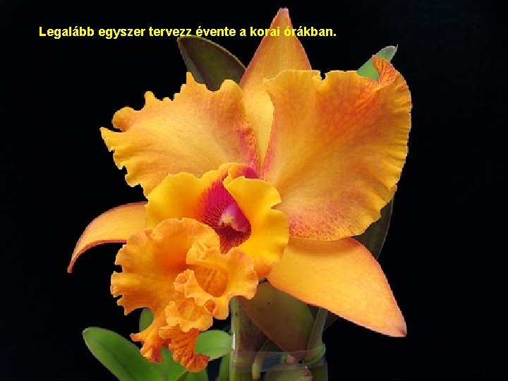 Legalább egyszer tervezz évente a korai órákban. 