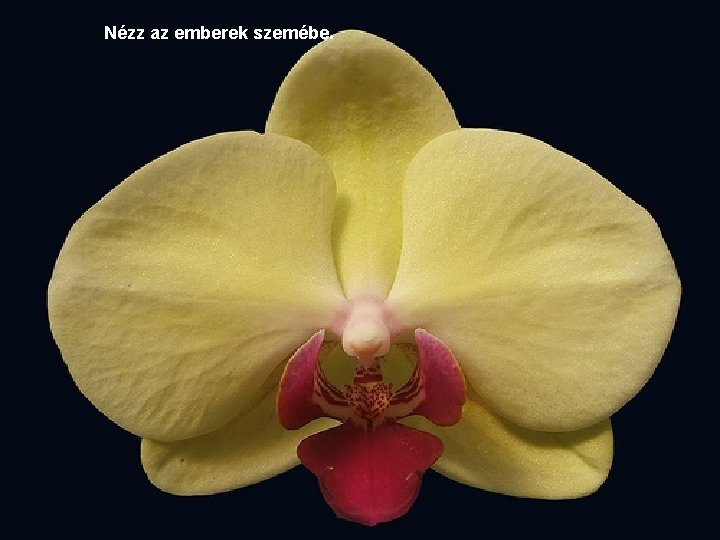Nézz az emberek szemébe. 