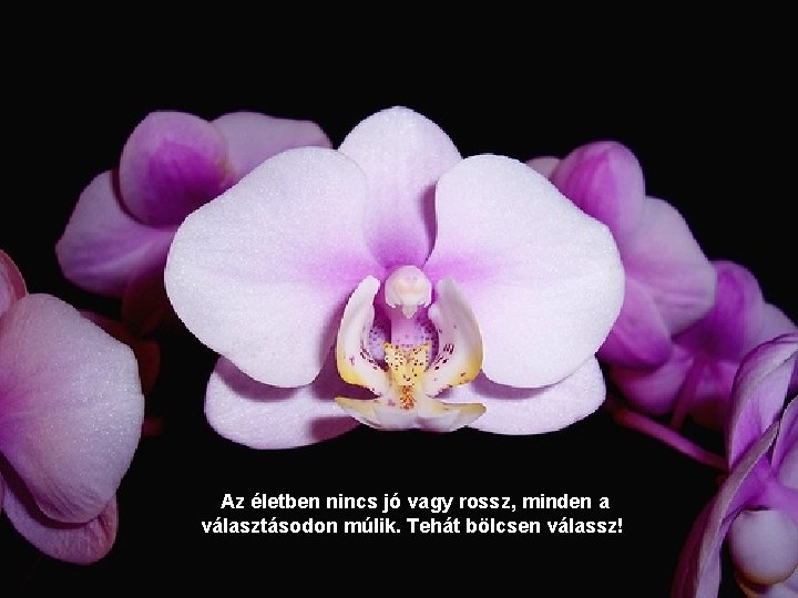 Az életben nincs jó vagy rossz, minden a választásodon múlik. Tehát bölcsen válassz! 