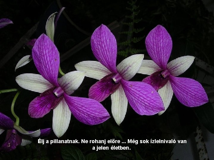 Élj a pillanatnak. Ne rohanj előre. . . Még sok ízlelnivaló van a jelen