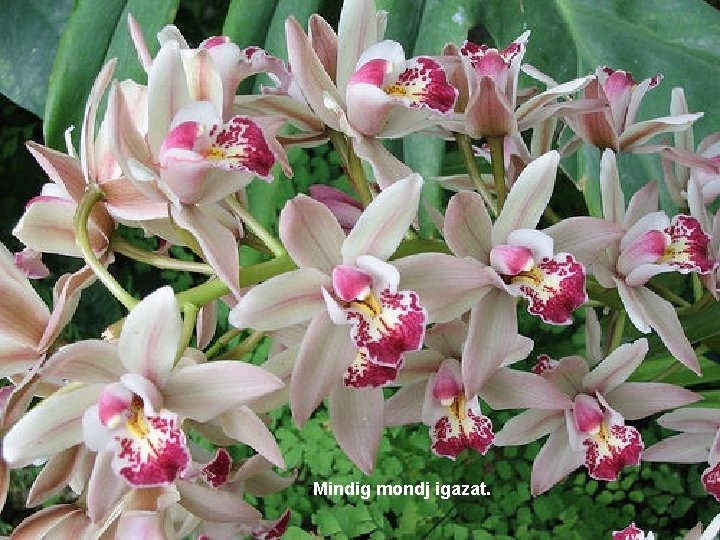 z. Mindig mondj igazat. 