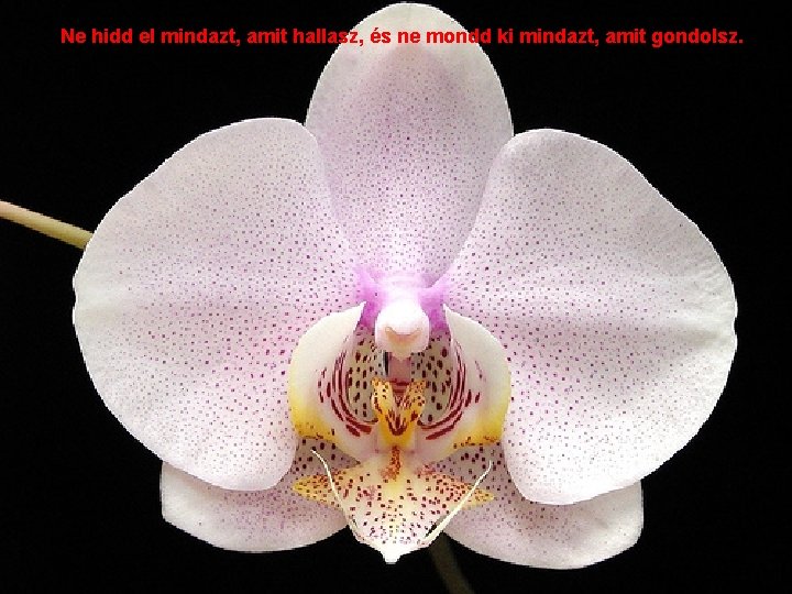 Ne hidd el mindazt, amit hallasz, és ne mondd ki mindazt, amit gondolsz. 