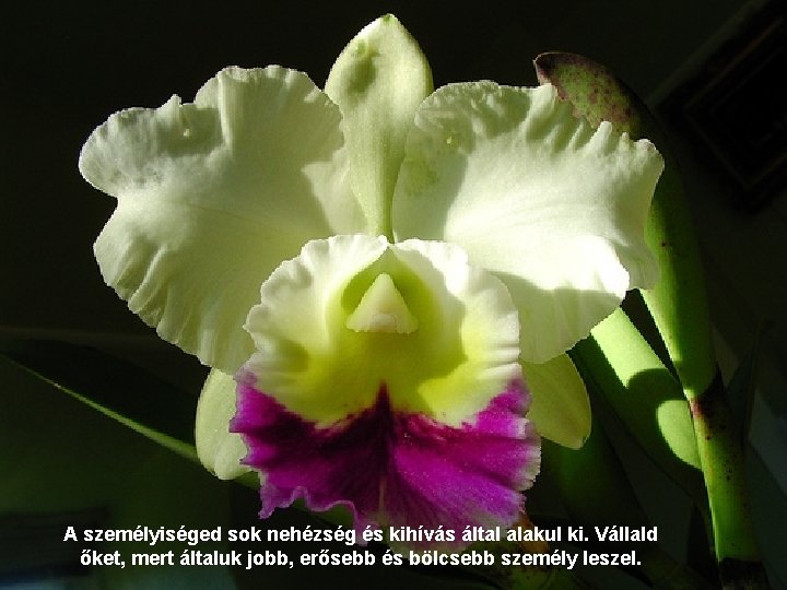 A személyiséged sok nehézség és kihívás által alakul ki. Vállald őket, mert általuk jobb,