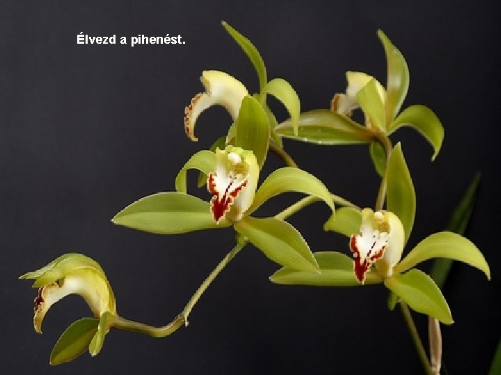 Élvezd a pihenést. 