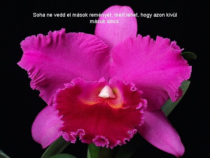 Soha ne vedd el mások reményét, mert lehet, hogy azon kívül másuk sincs. 