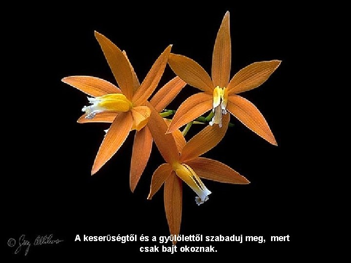 A keserŰségtől és a gyŰlölettől szabaduj meg, mert csak bajt okoznak. 