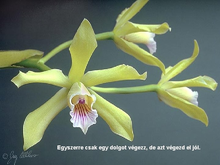 Egyszerre csak egy dolgot végezz, de azt végezd el jól. 