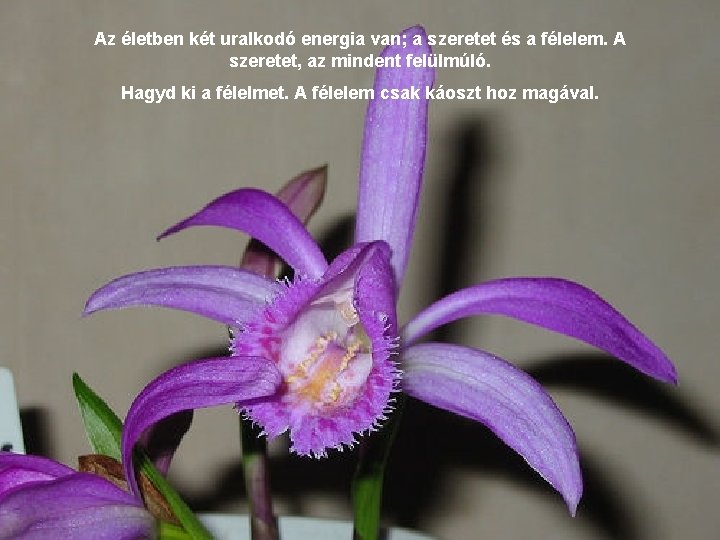 Az életben két uralkodó energia van; a szeretet és a félelem. A szeretet, az