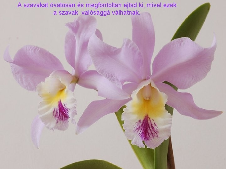 A szavakat óvatosan és megfontoltan ejtsd ki, mivel ezek a szavak valósággá válhatnak. 