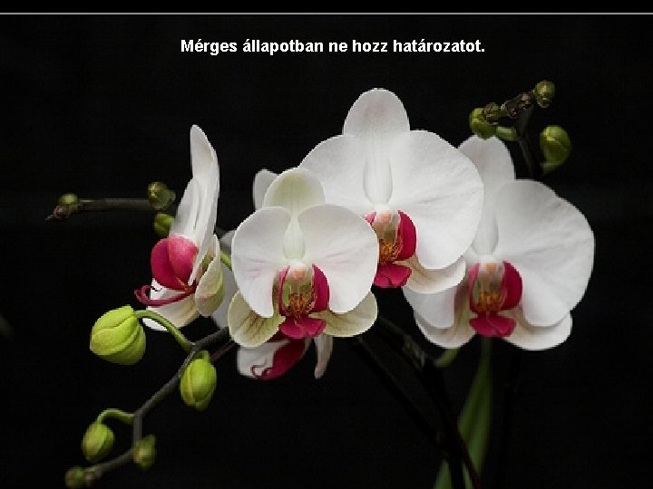 Mérges állapotban ne hozz határozatot. 