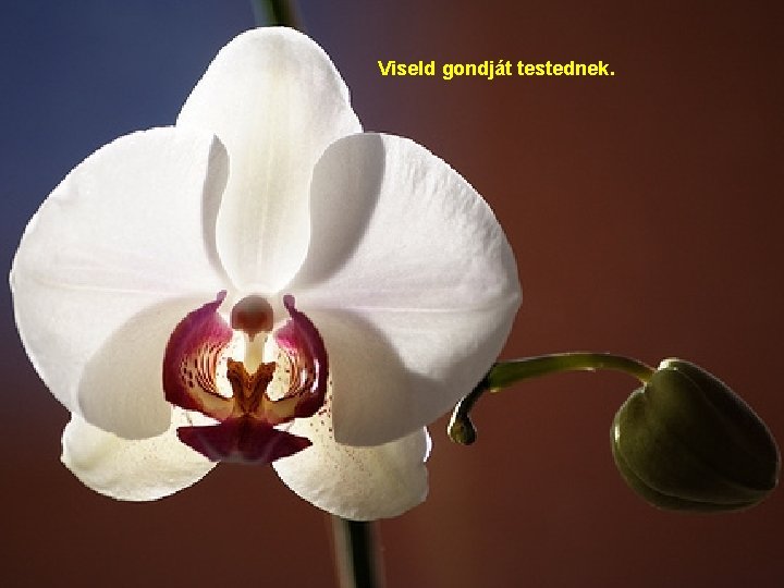 Viseld gondját testednek. 