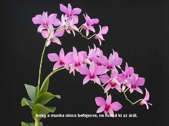 Amig a munka nincs befejezve, ne fizesd ki az árát. 