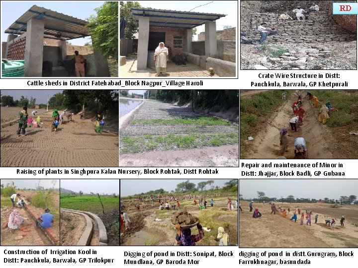 RD Cattle sheds in District Fatehabad_Block Nagpur_Village Haroli Raising of plants in Singhpura Kalan