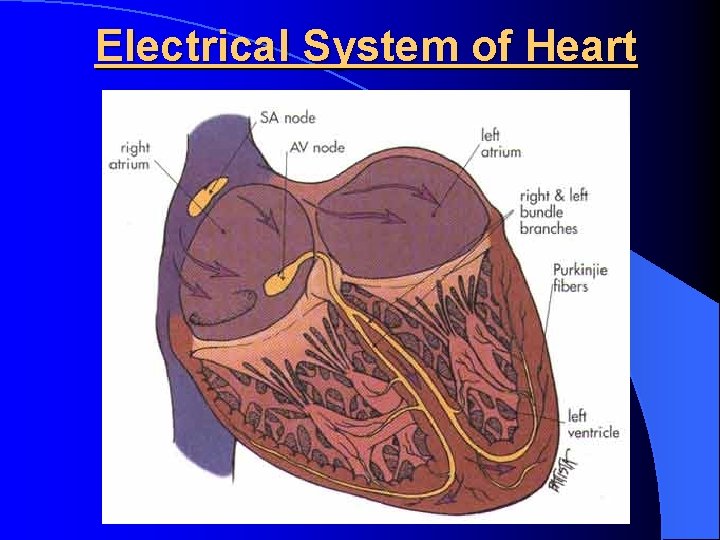 Electrical System of Heart 