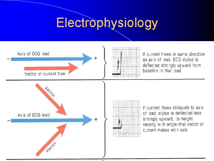 Electrophysiology 