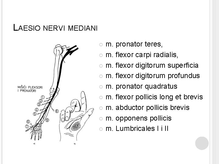 LAESIO NERVI MEDIANI m. pronator teres, m. flexor carpi radialis, m. flexor digitorum superficia LAESIO NERVI MEDIANI m. pronator teres, m. flexor carpi radialis, m. flexor digitorum superficia