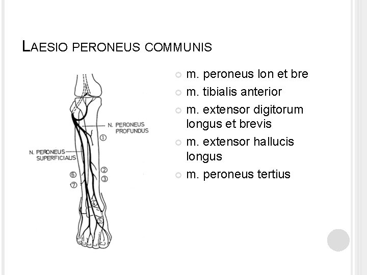 LAESIO PERONEUS COMMUNIS m. peroneus lon et bre m. tibialis anterior m. extensor digitorum