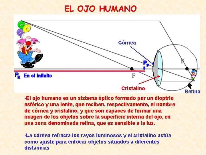 EL OJO HUMANO Córnea Cristalino -El ojo humano es un sistema óptico formado por