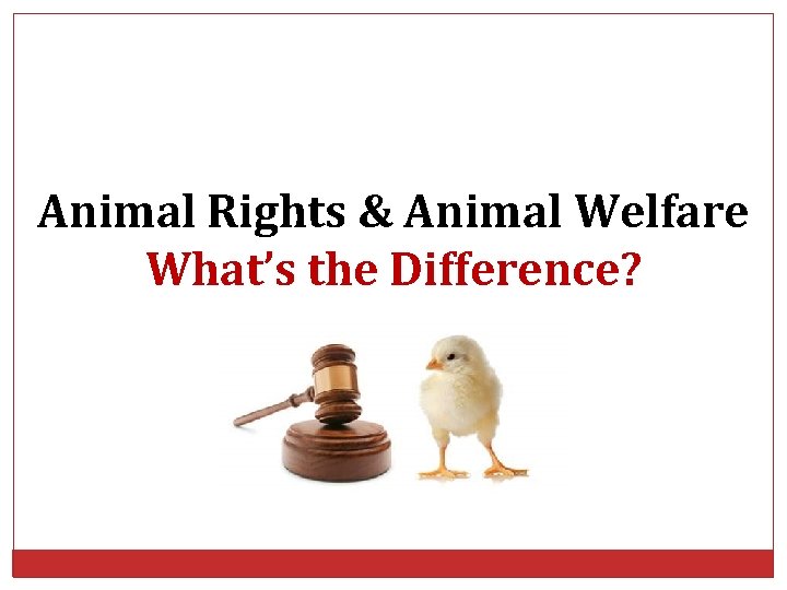 Animal Rights & Animal Welfare What’s the Difference? 