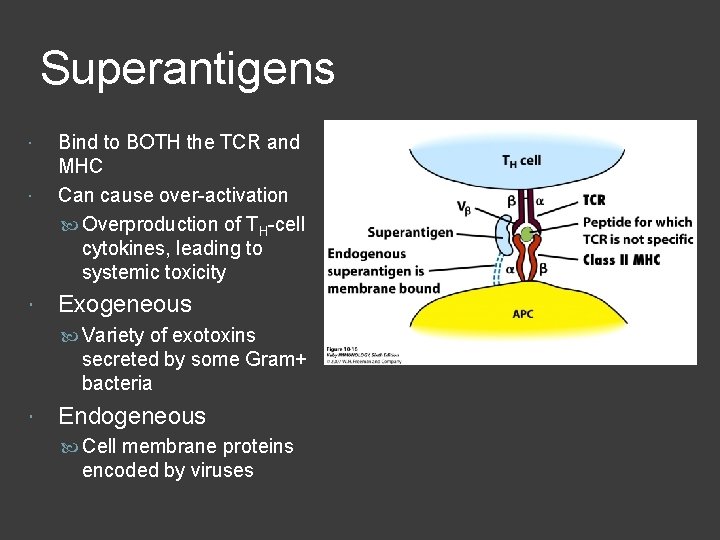 Superantigens Bind to BOTH the TCR and MHC Can cause over-activation Overproduction of TH-cell