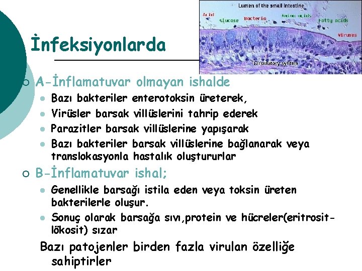 İnfeksiyonlarda ¡ A-İnflamatuvar olmayan ishalde l l ¡ Bazı bakteriler enterotoksin üreterek, Virüsler barsak