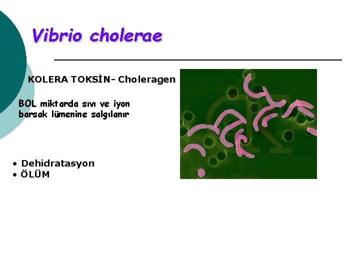 Vibrio cholerae KOLERA TOKSİN- Choleragen BOL miktarda sıvı ve iyon barsak lümenine salgılanır •