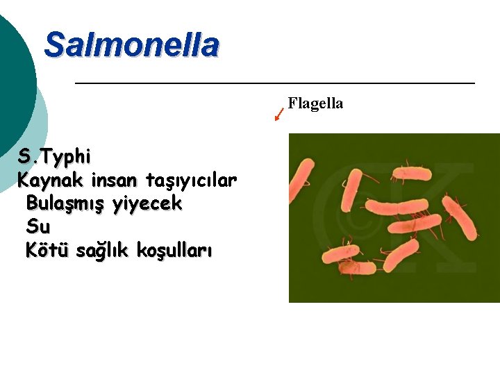 Salmonella Flagella S. Typhi Kaynak insan taşıyıcılar Bulaşmış yiyecek Su Kötü sağlık koşulları 