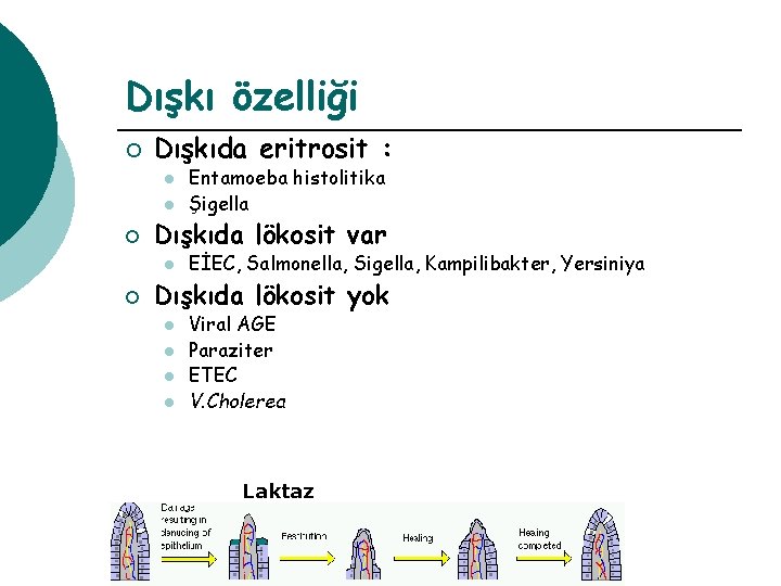 Dışkı özelliği ¡ Dışkıda eritrosit : l l ¡ Dışkıda lökosit var l ¡