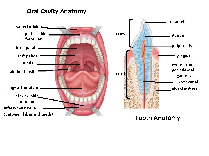 Oral Cavity Anatomy superior labial frenulum enamel crown pulp cavity hard palate soft palate