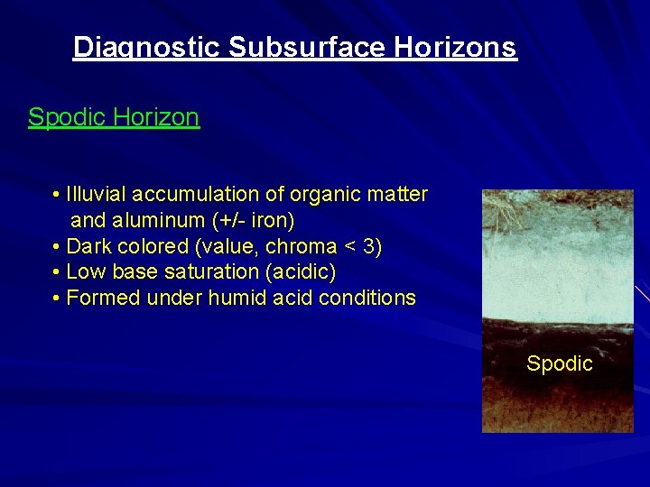 Diagnostic Subsurface Horizons Spodic Horizon • Illuvial accumulation of organic matter and aluminum (+/-