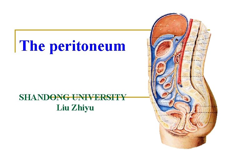 The peritoneum SHANDONG UNIVERSITY Liu Zhiyu 